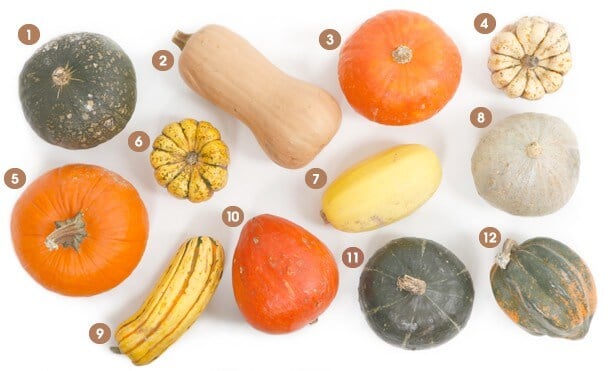 Visual-guide-winter-squash